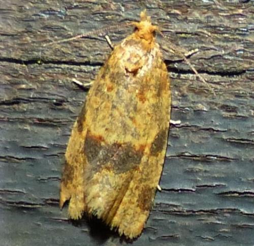 Epagoge grotiana